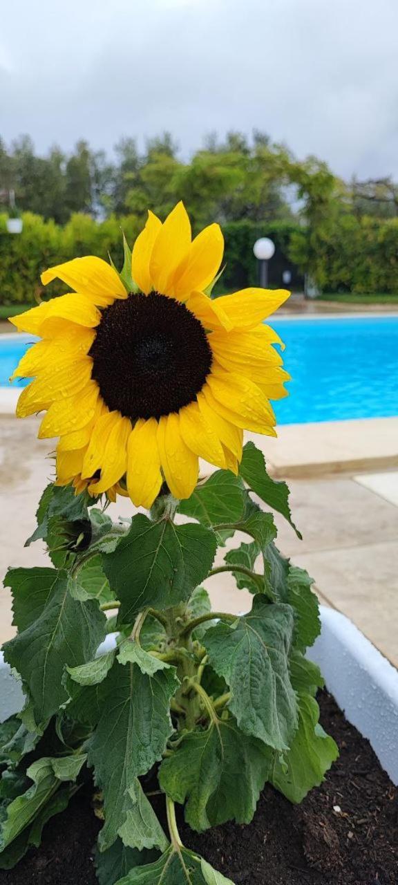 B&B Villa Antonella Piazza Armerina Esterno foto